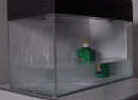 Verde6.JPG (77168 byte)