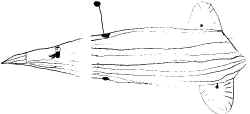classerossa_busta4_razzo.jpg (23705 byte)